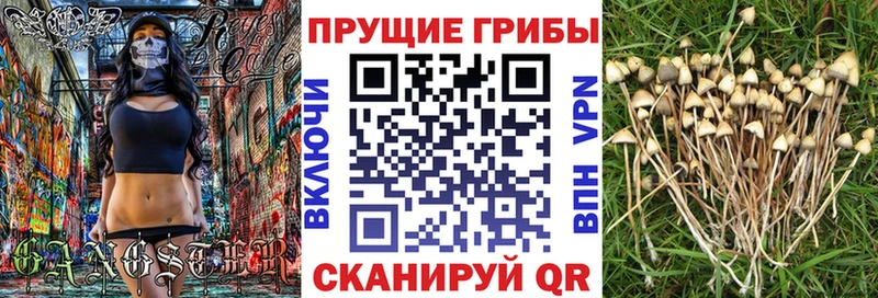 МЕГА как зайти  Закаменск  Галлюциногенные грибы Psilocybe 